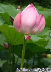 火狐电竞:产品1